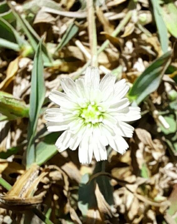 Hypochaeris albiflora flower