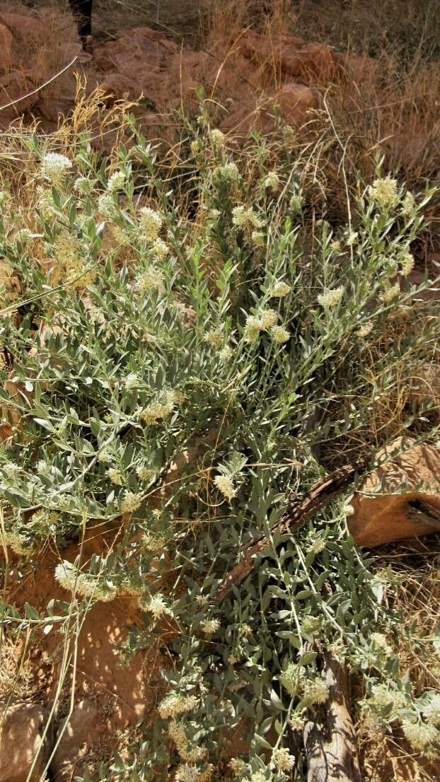 Solenostemma arghel flower