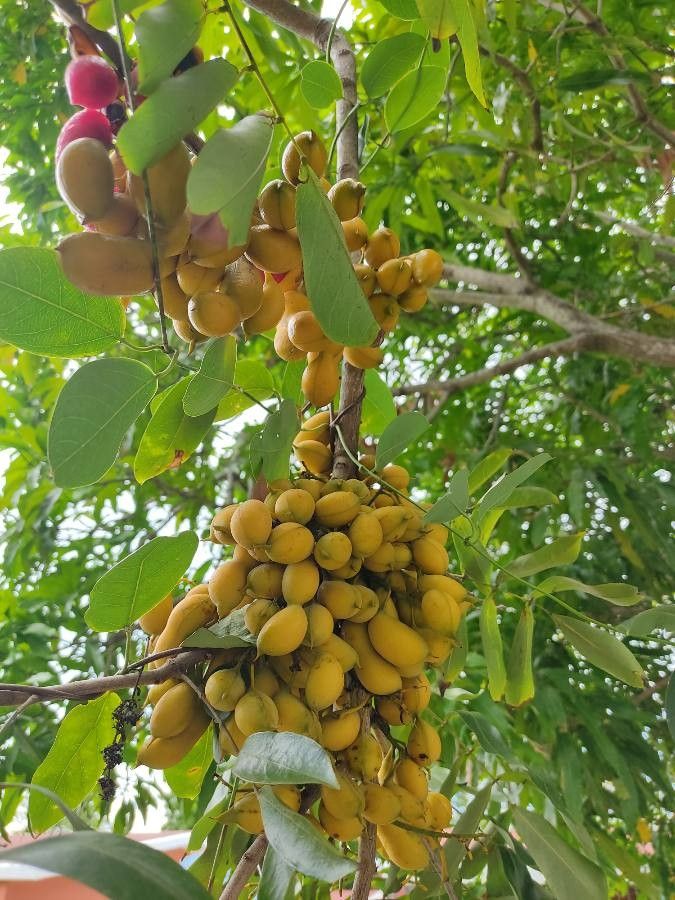Swartzia cubensis fruit