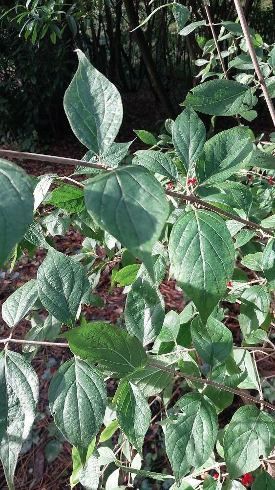 Lonicera oblongifolia — search result for 'Lonicera'