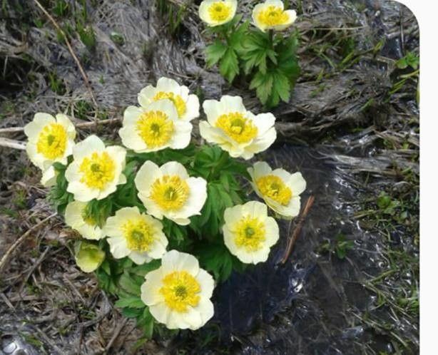 Trollius laxus flower