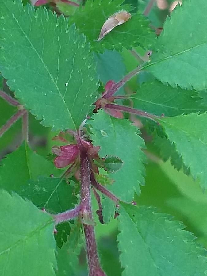 Prunus incisa flower