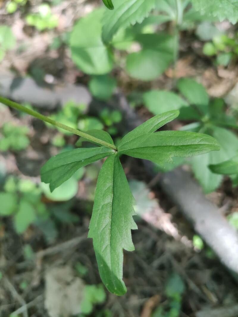 Ranunculus cassubicus leaf