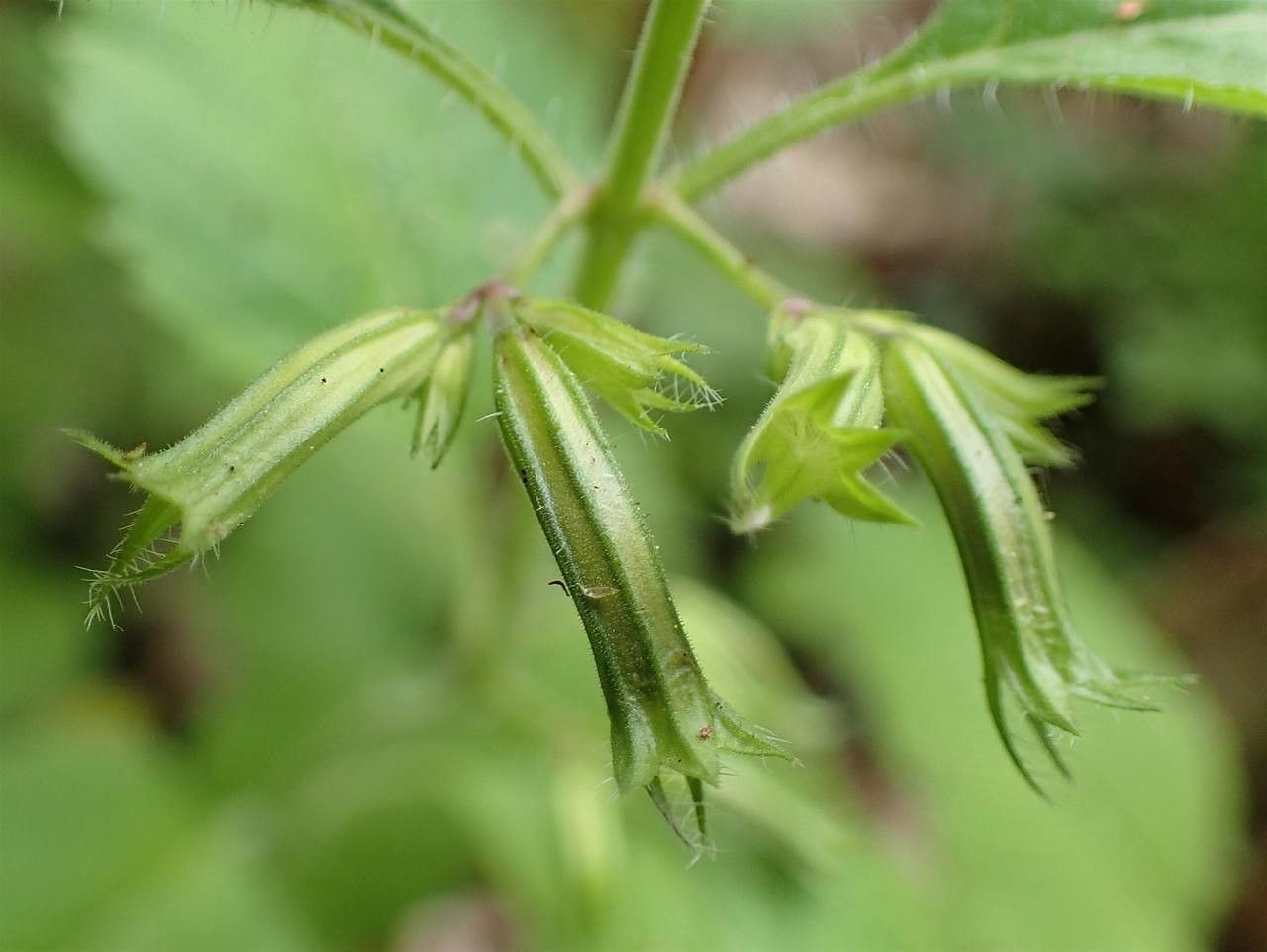 Calamintha grandiflora fruit