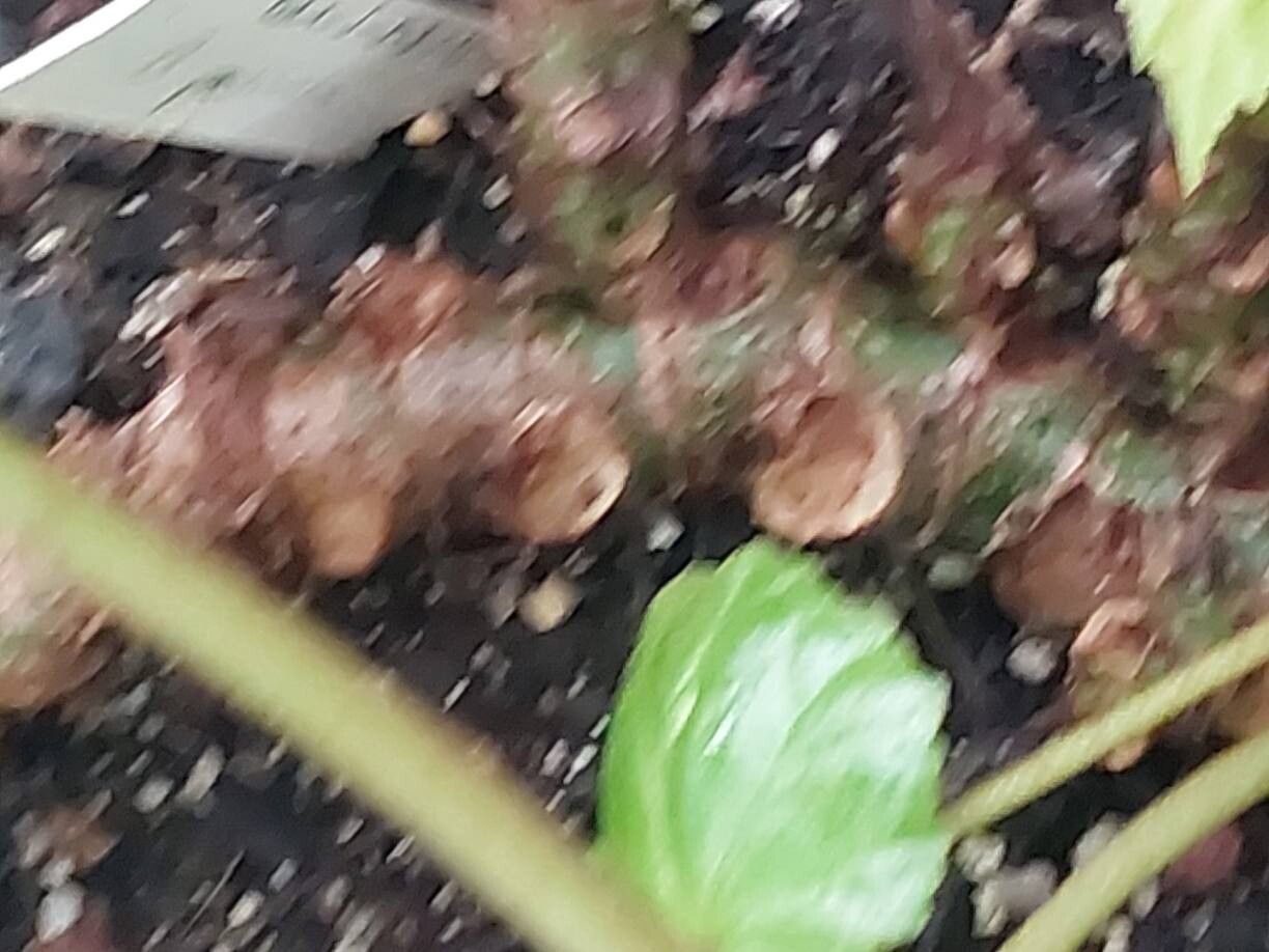 Begonia pruinata bark