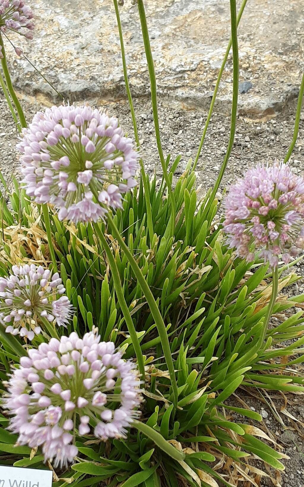 Allium stellerianum habit