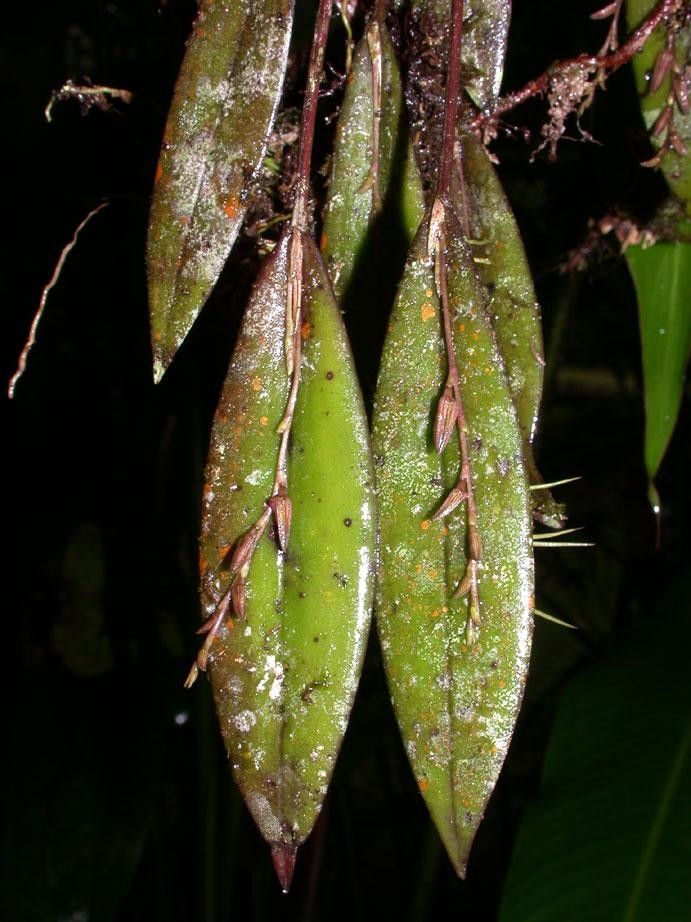 Acianthera verecunda leaf
