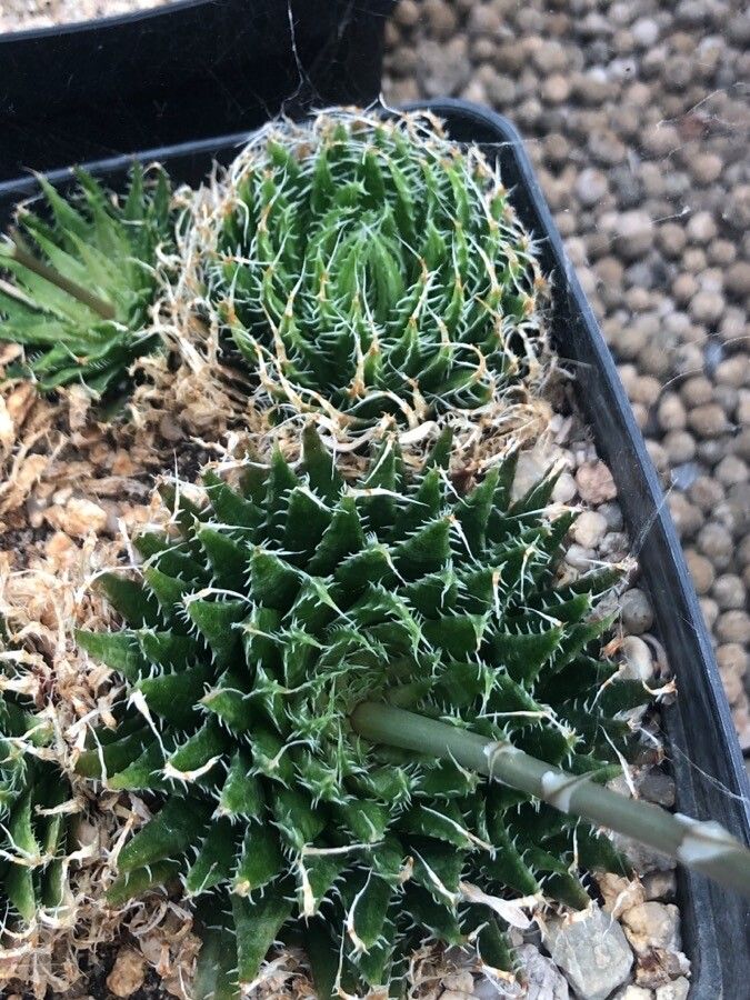 Haworthia arachnoidea