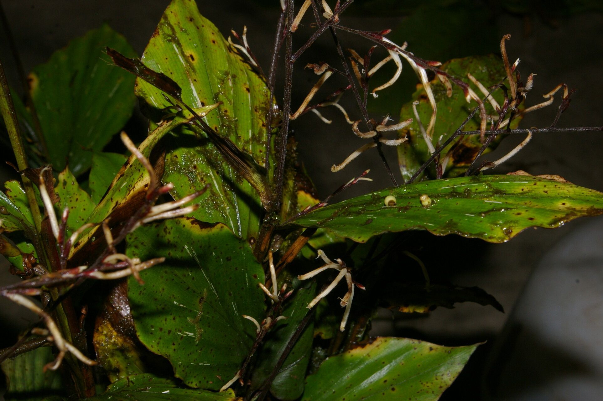 Pharus vittatus flower