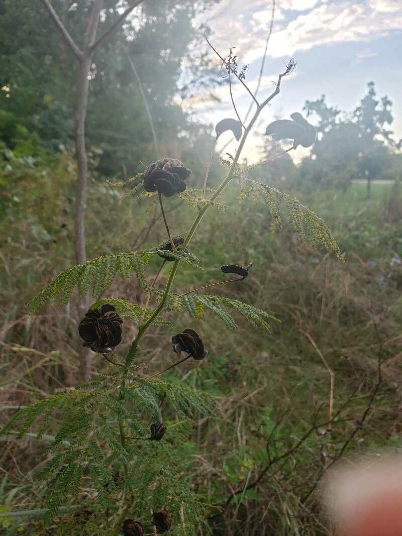 Desmanthus illinoensis leaf