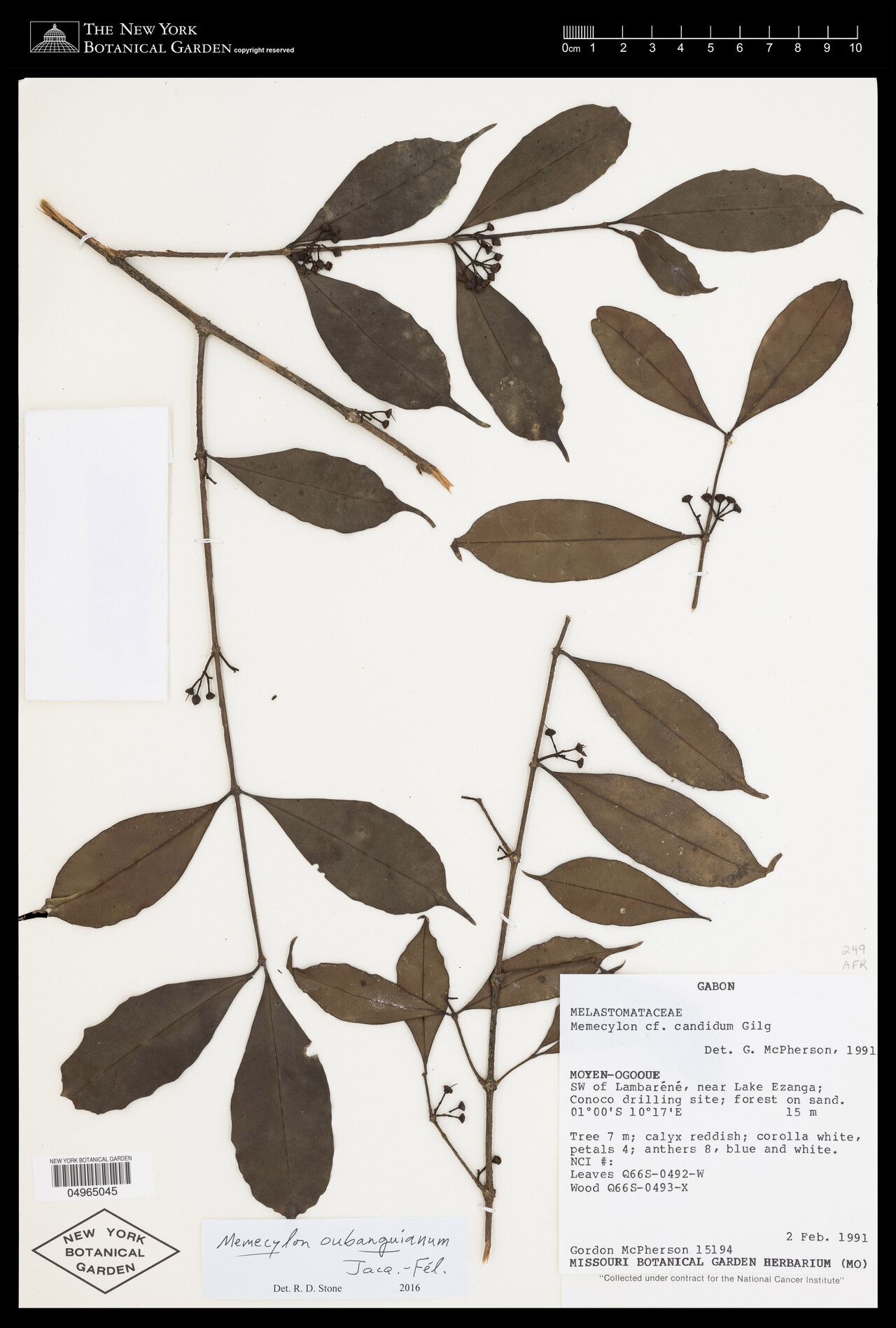 Memecylon oubanguianum — search result for 'Memecylon'