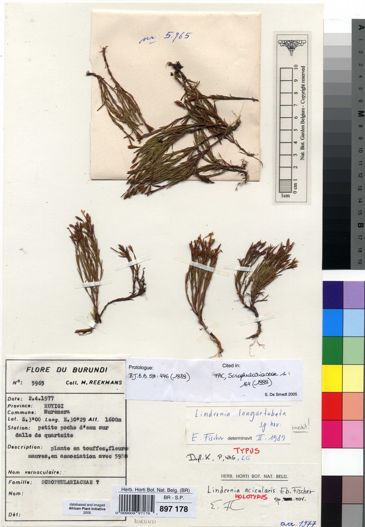 Craterostigma pusillum — houseplant care guide