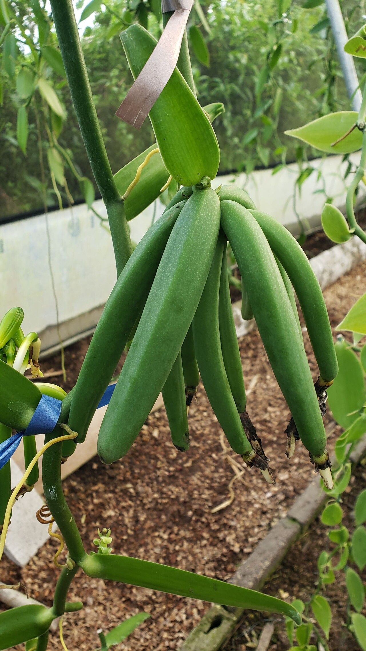 Vanilla karen-christianae fruit