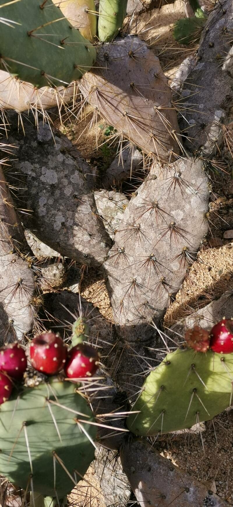 Opuntia schumannii bark