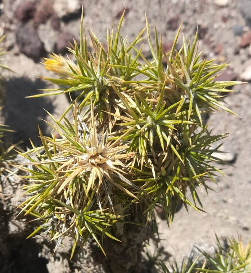 Chuquiraga rosulata — houseplant care guide