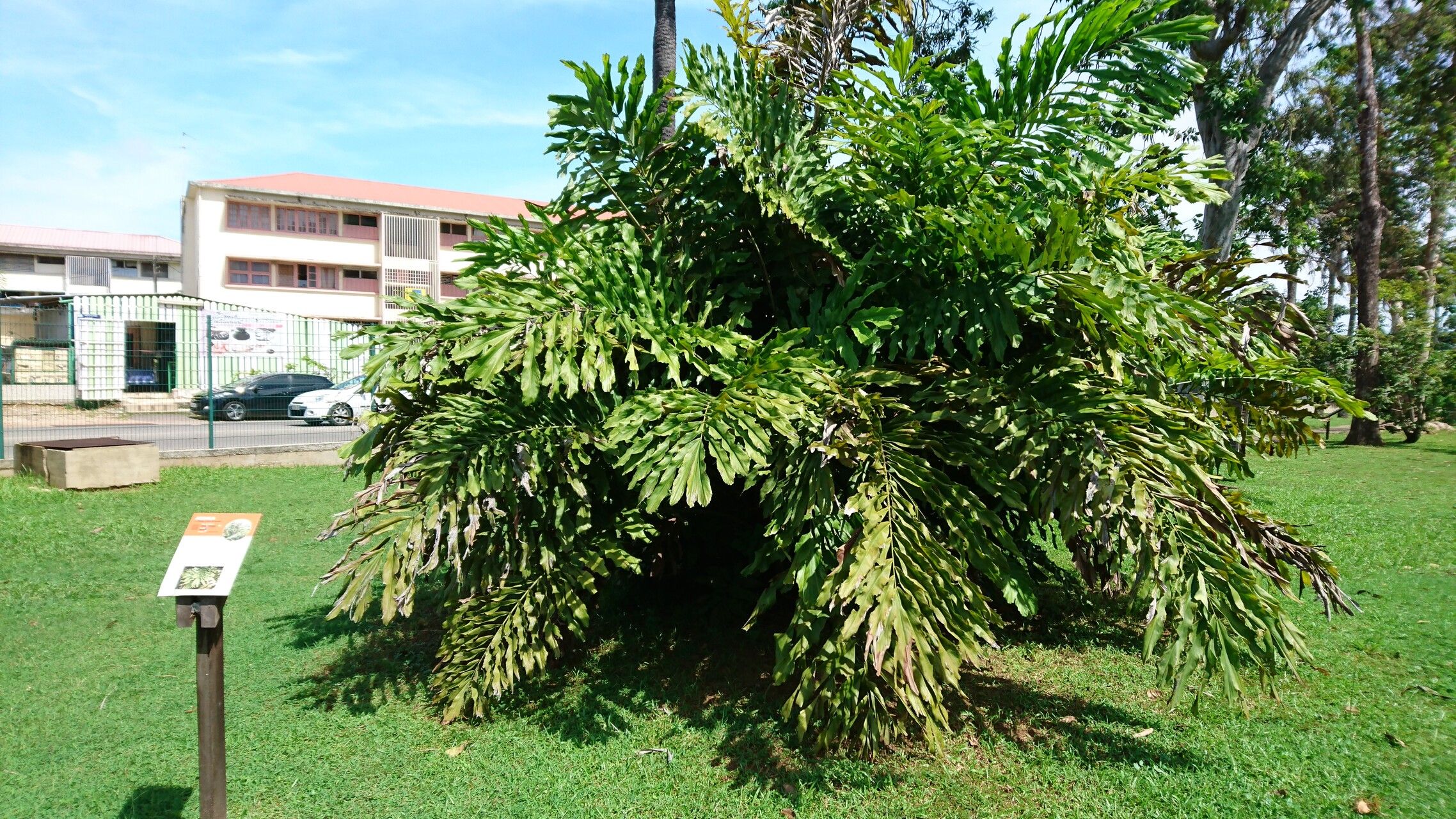 Arenga brevipes — related species from the same genus