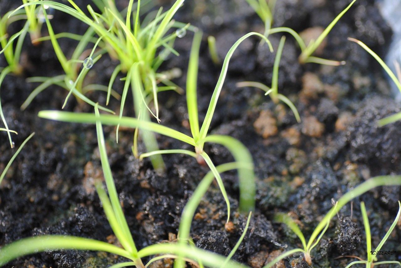 Cyperus sphacelatus habit