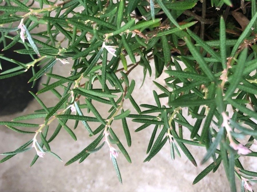 Andromeda polifolia leaf