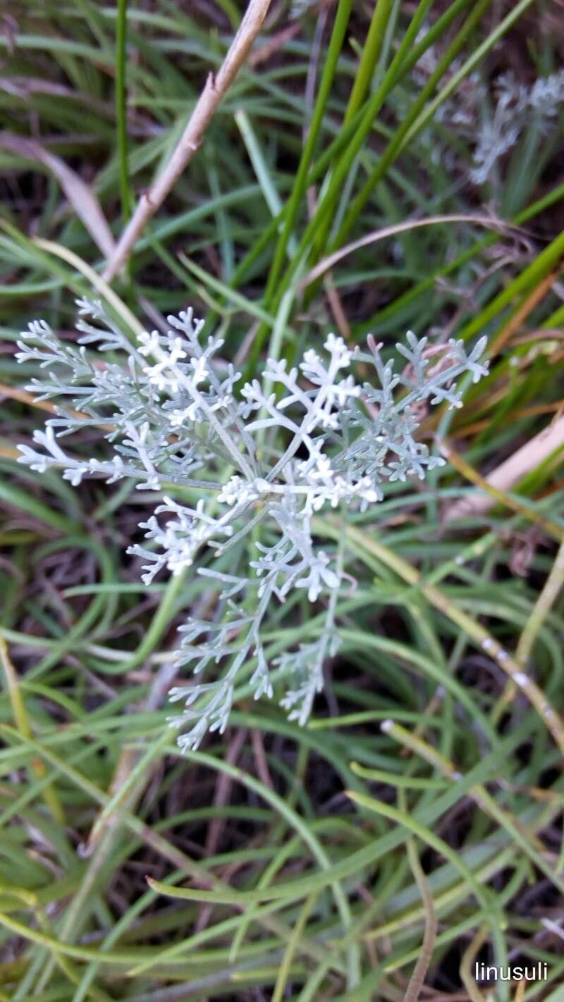Artemisia maritima leaf