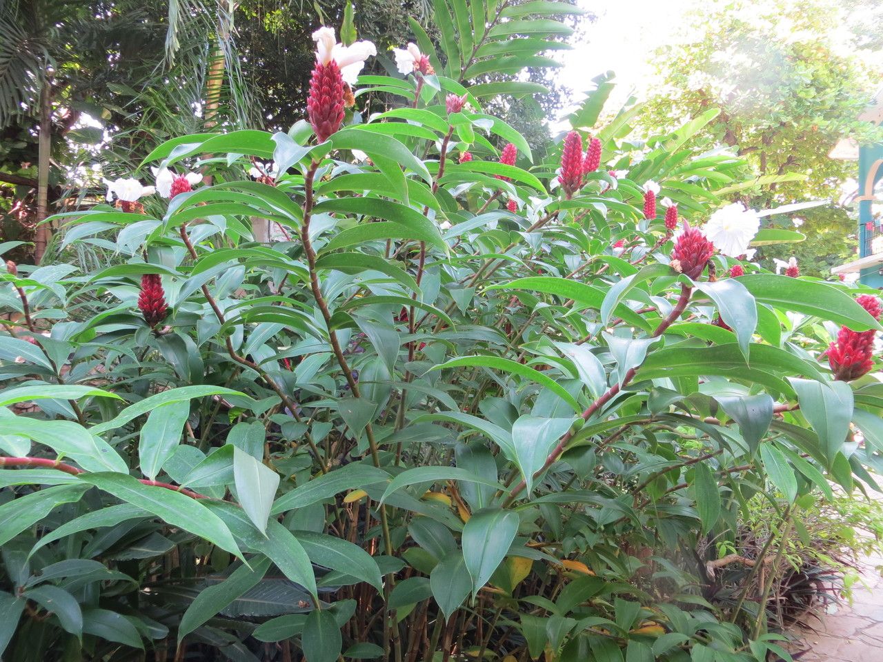 Costus speciosus habit