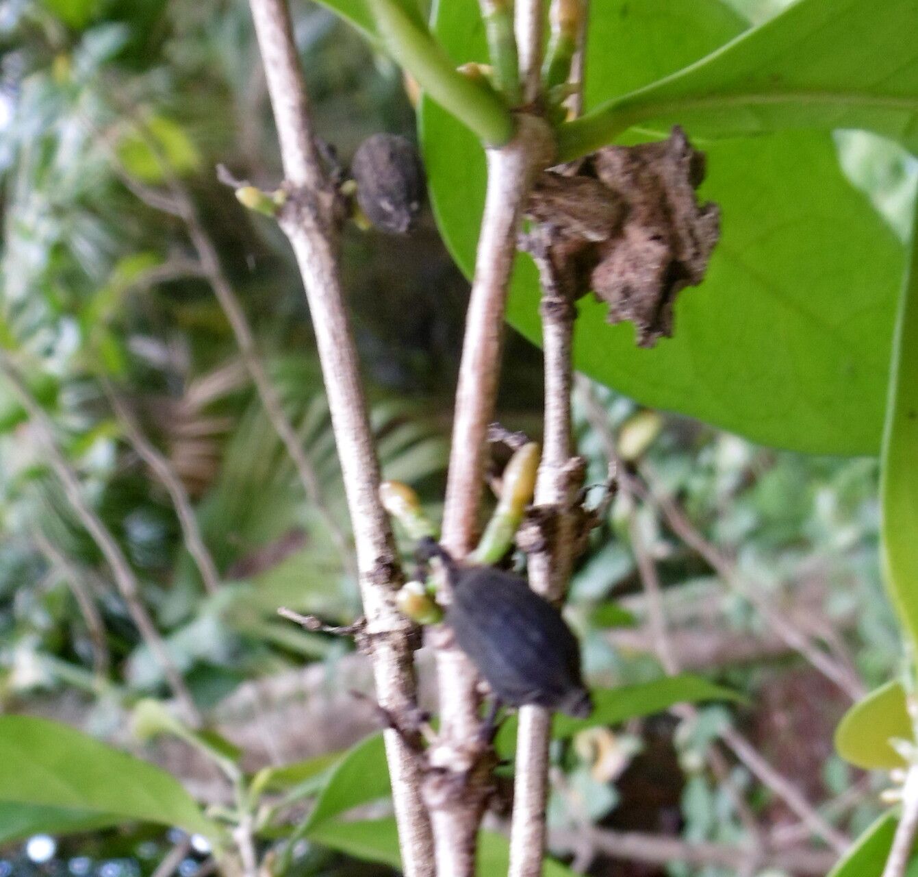 Coffea pseudozanguebariae fruit