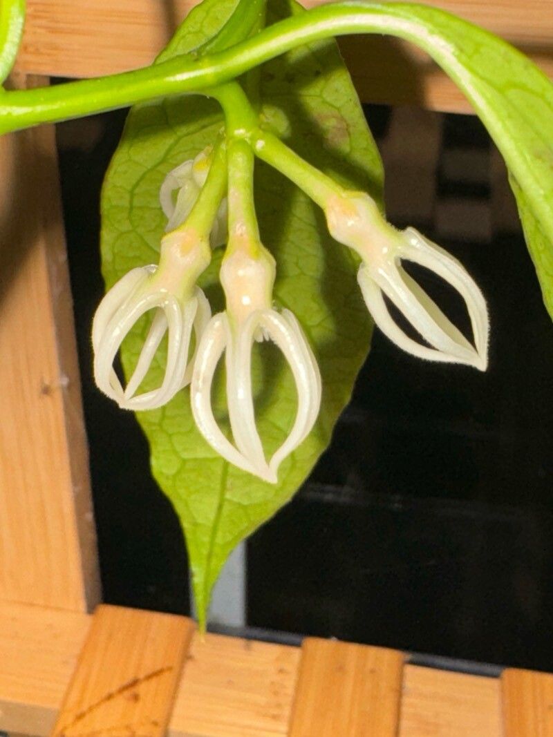 Hoya decipulae — search result for 'Hoya'