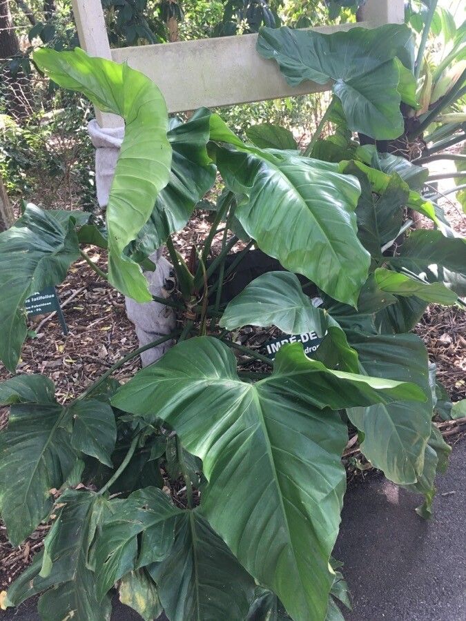 Philodendron barrosoanum habit