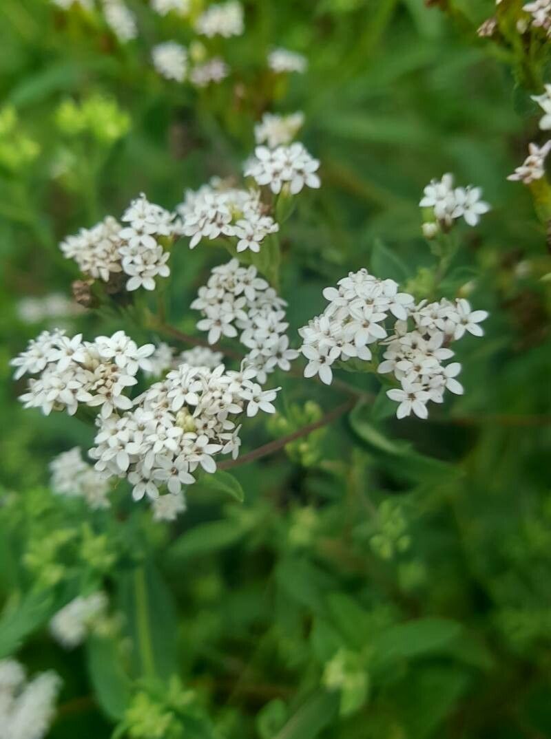 Stevia jujuyensis flower