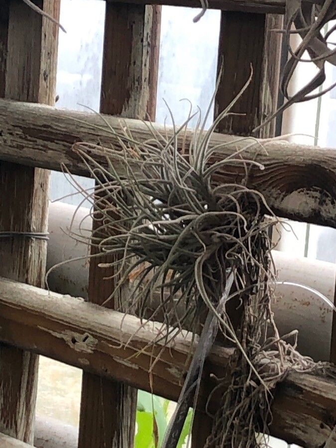 Tillandsia caerulea — houseplant care guide