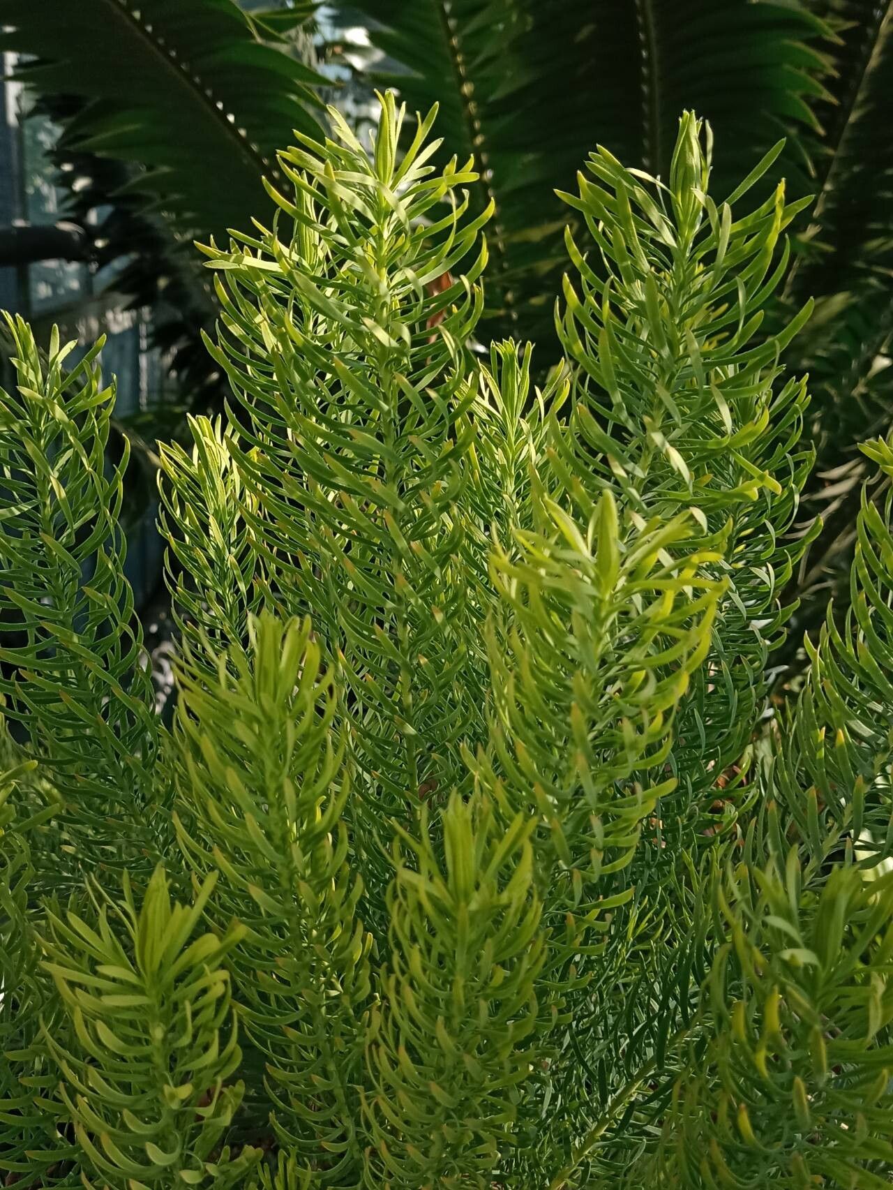 Leucadendron galpinii leaf