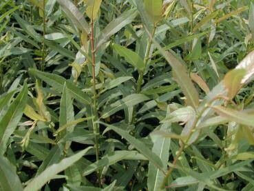 Salix barrattiana — houseplant care guide
