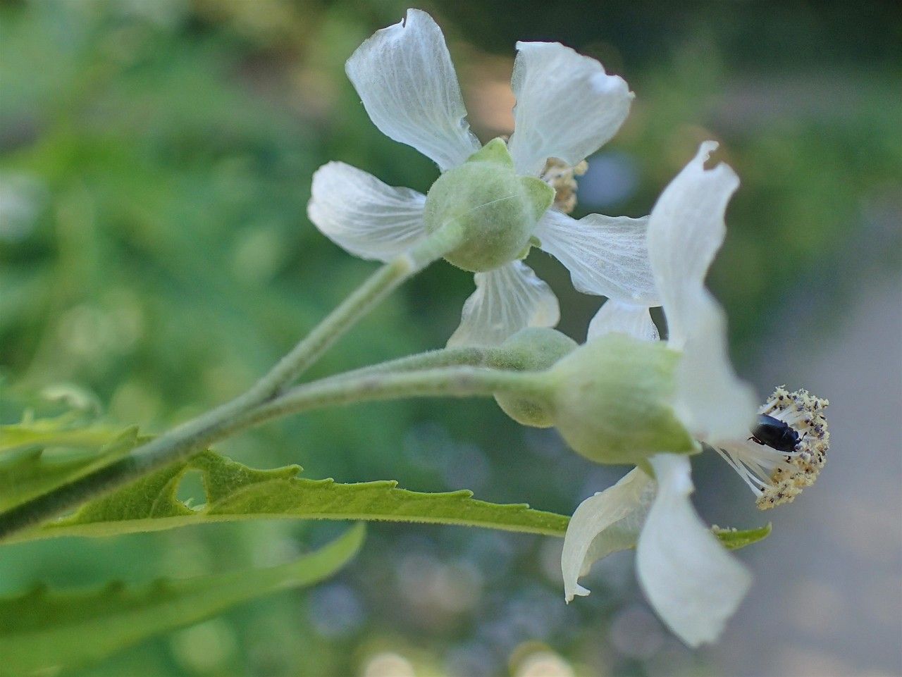 Sida hermaphrodita flower