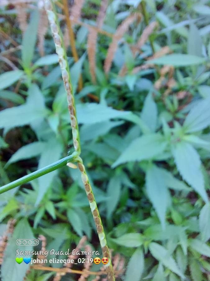 Paspalum conjugatum leaf