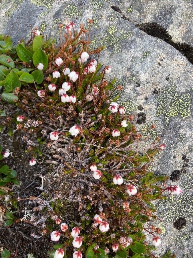 Harrimanella hypnoides flower
