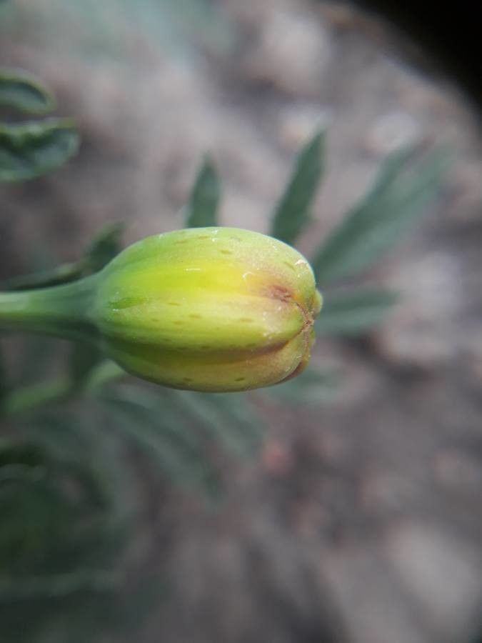 Tagetes patula fruit