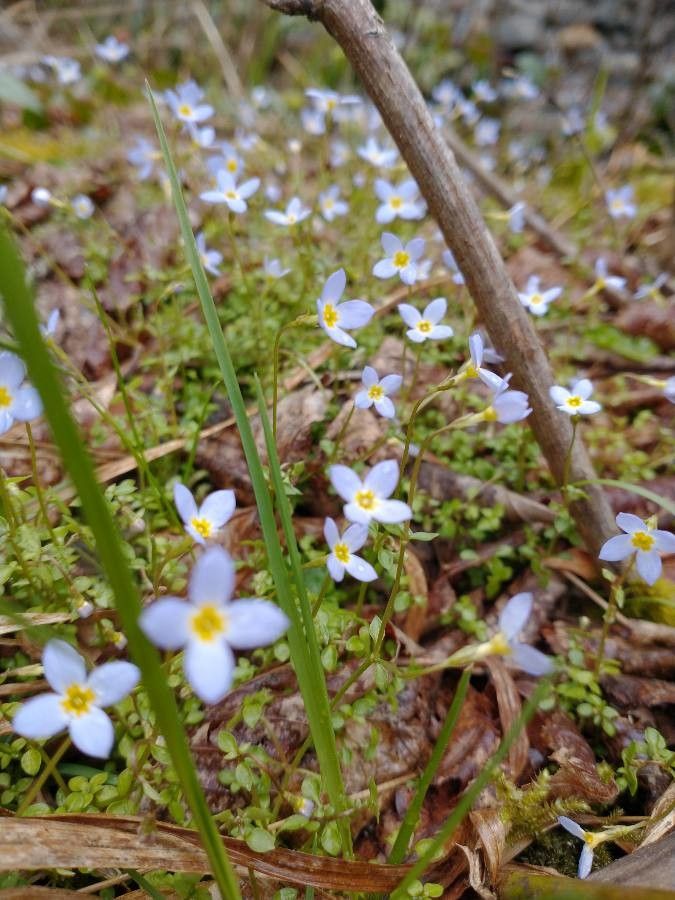 Houstonia serpyllifolia flower