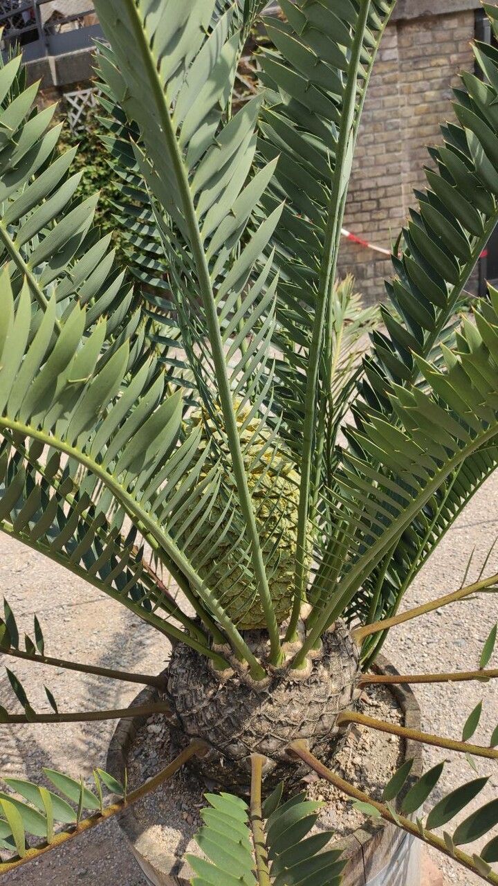 Encephalartos trispinosus leaf