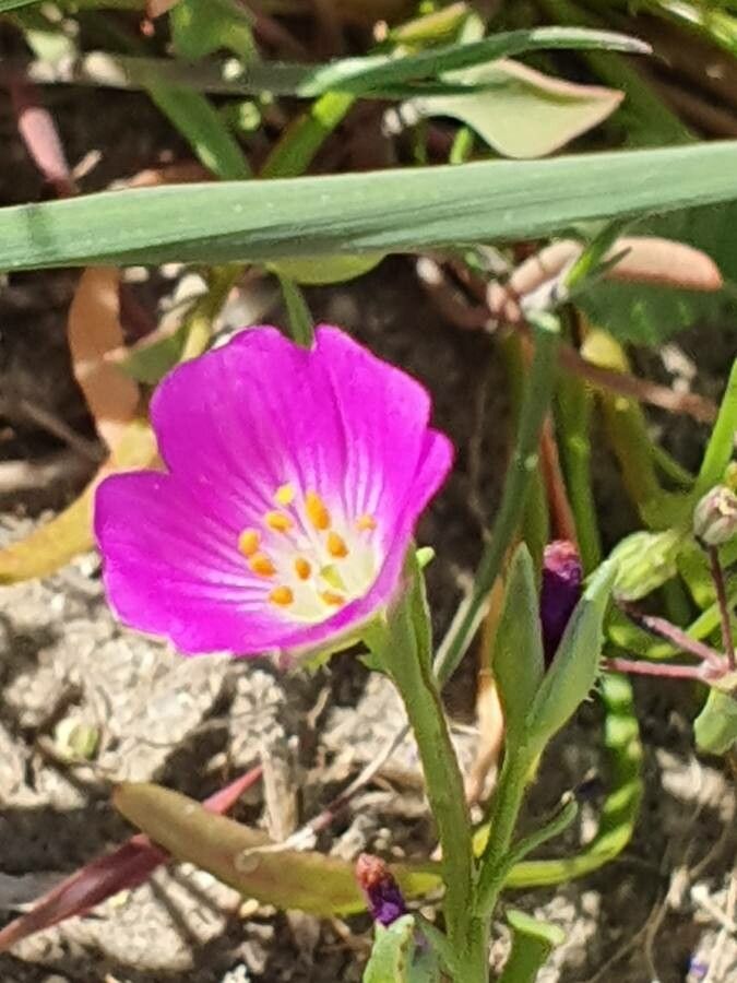 Calandrinia ciliata flower