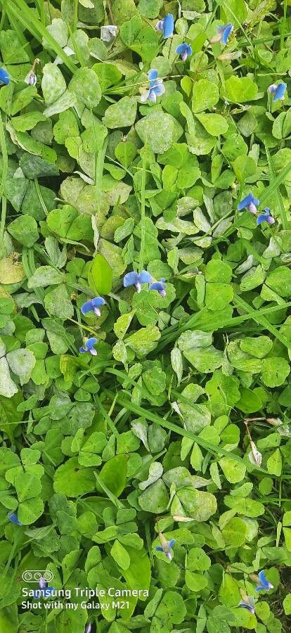 Parochetus communis leaf