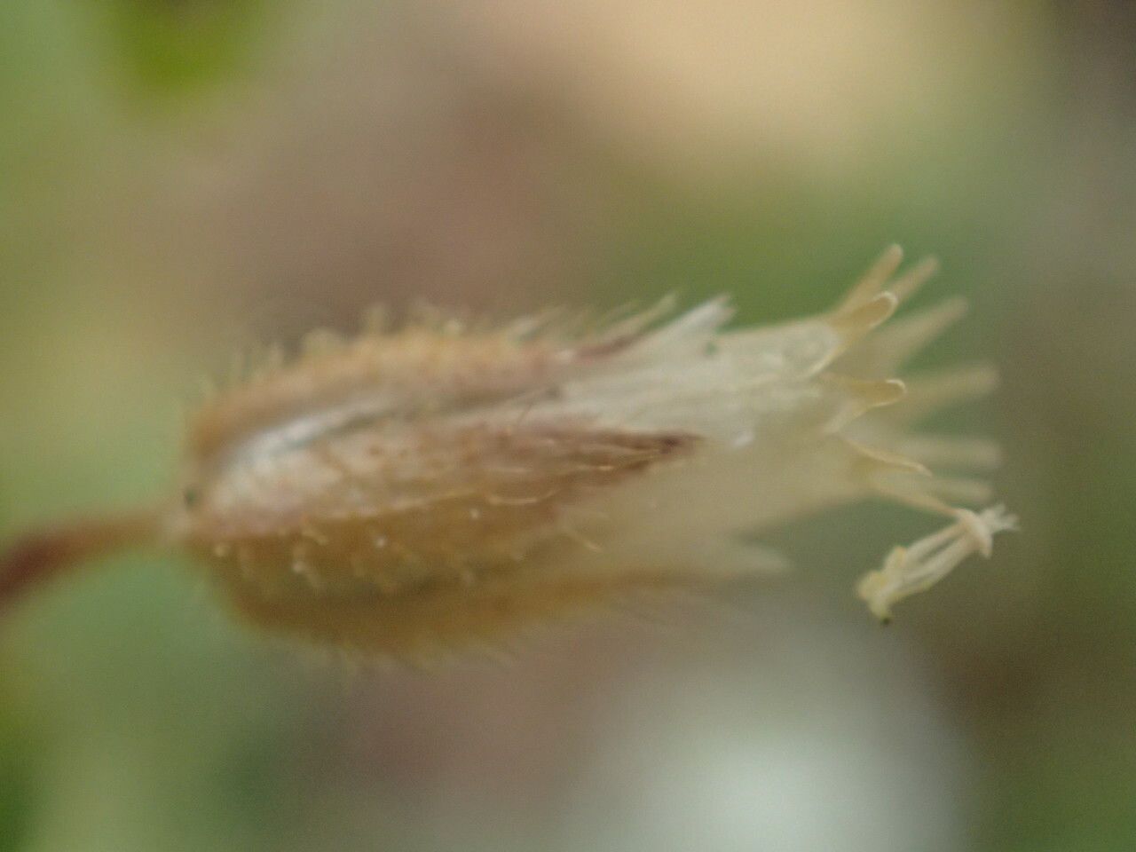 Cerastium pumilum fruit