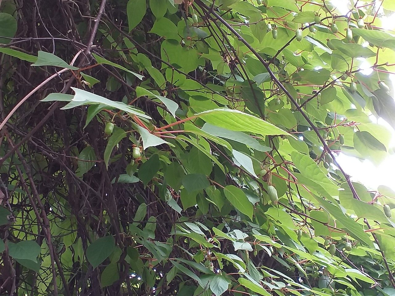 Actinidia kolomikta leaf