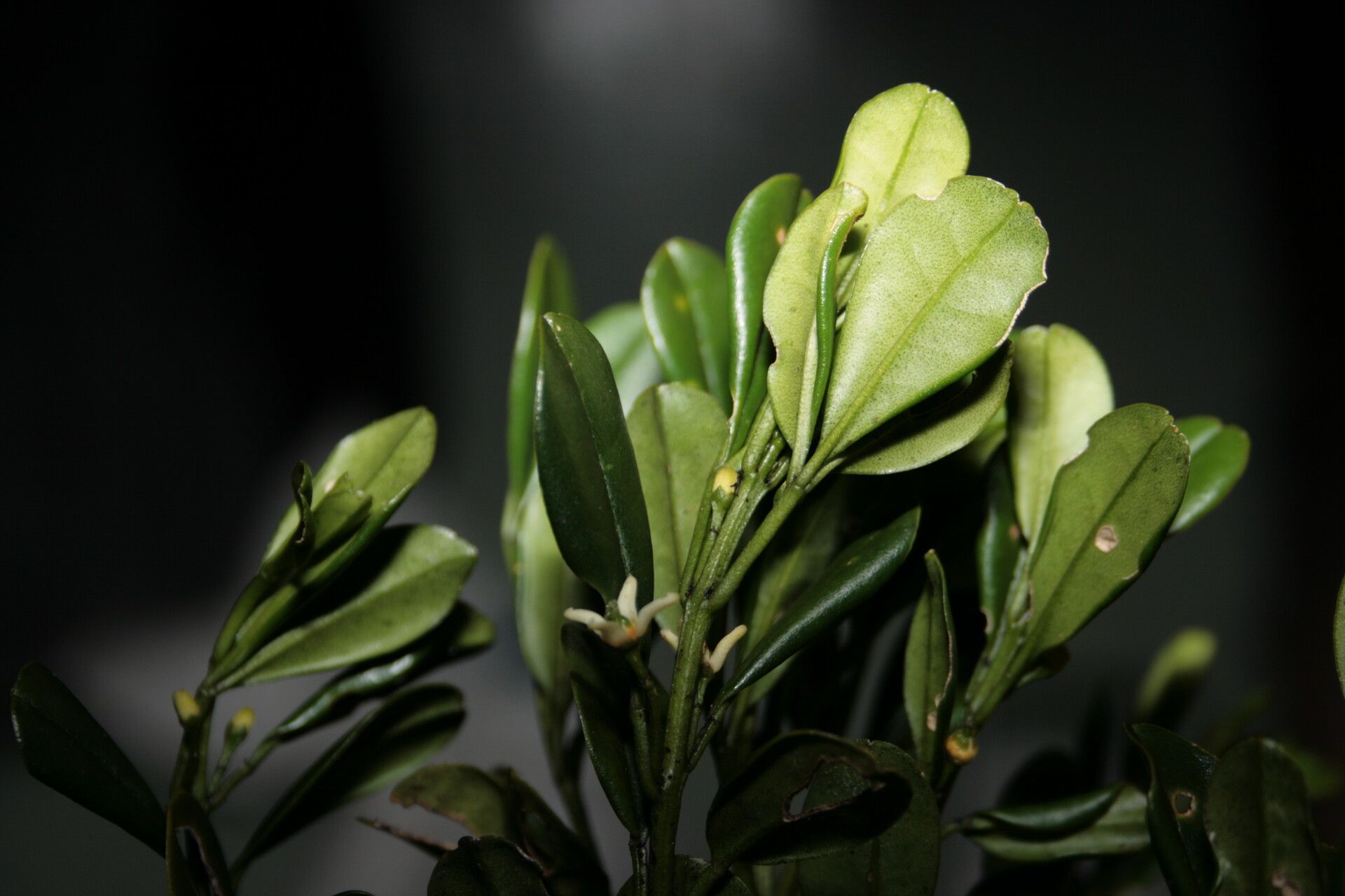 Acronychia emarginata — related species from the same genus