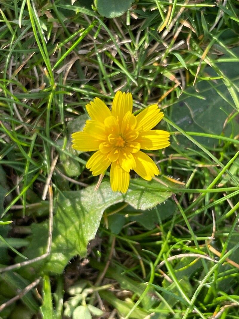 Hieracium cerdanum flower
