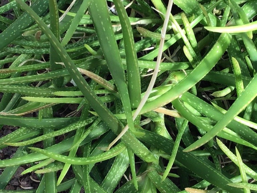 Aloe pendens — search result for 'Aloe'