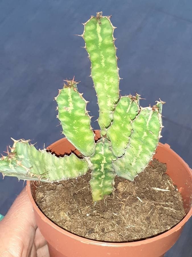 Euphorbia pseudocactus flower