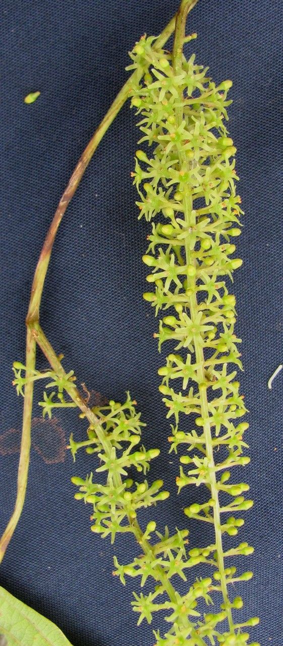 Dioscorea standleyi other