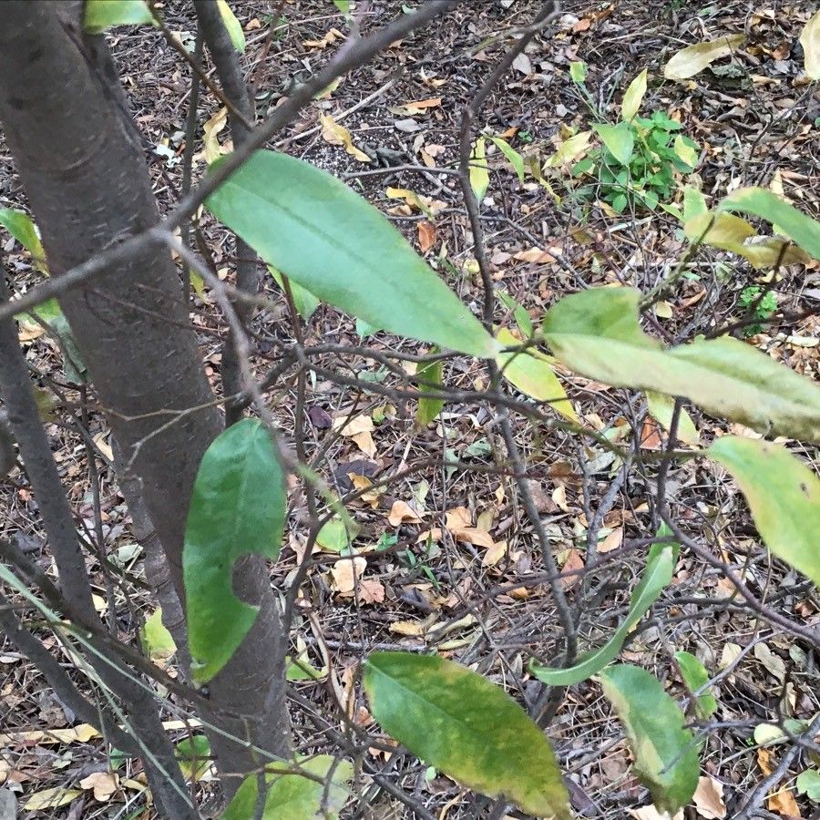 Ruprechtia salicifolia leaf