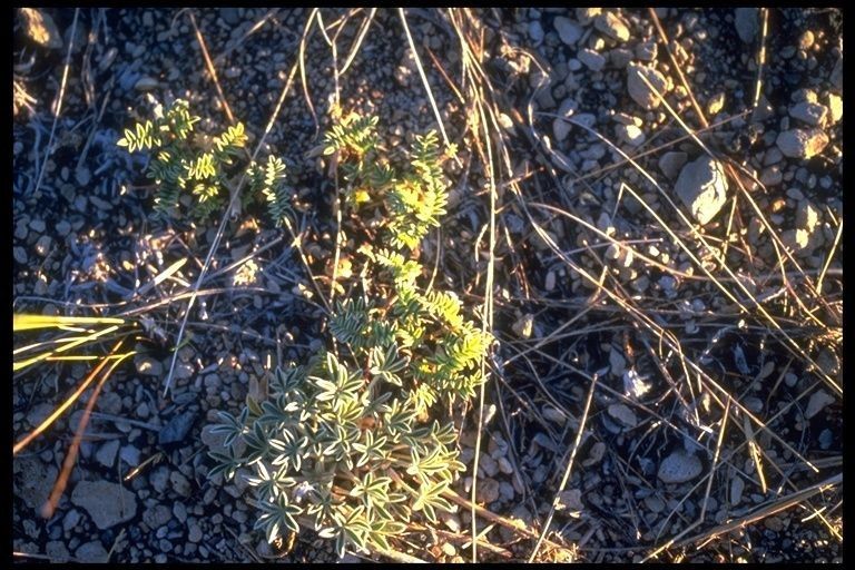 Astragalus monoensis habit