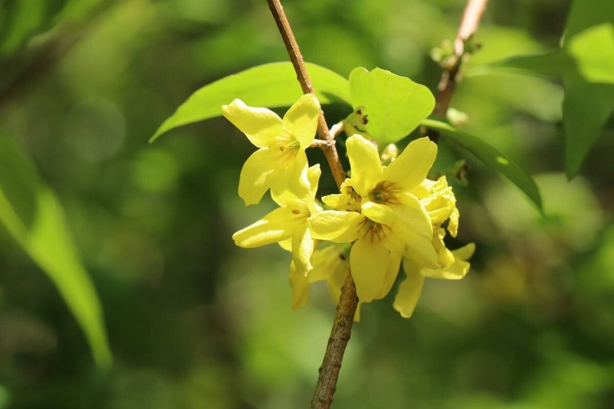 Forsythia togashii flower