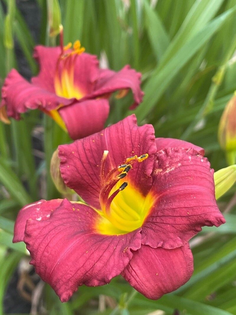 Sparaxis tricolor flower